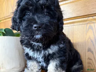 Mini Bernedoodle dogs for sale: Rosie - Ad 2