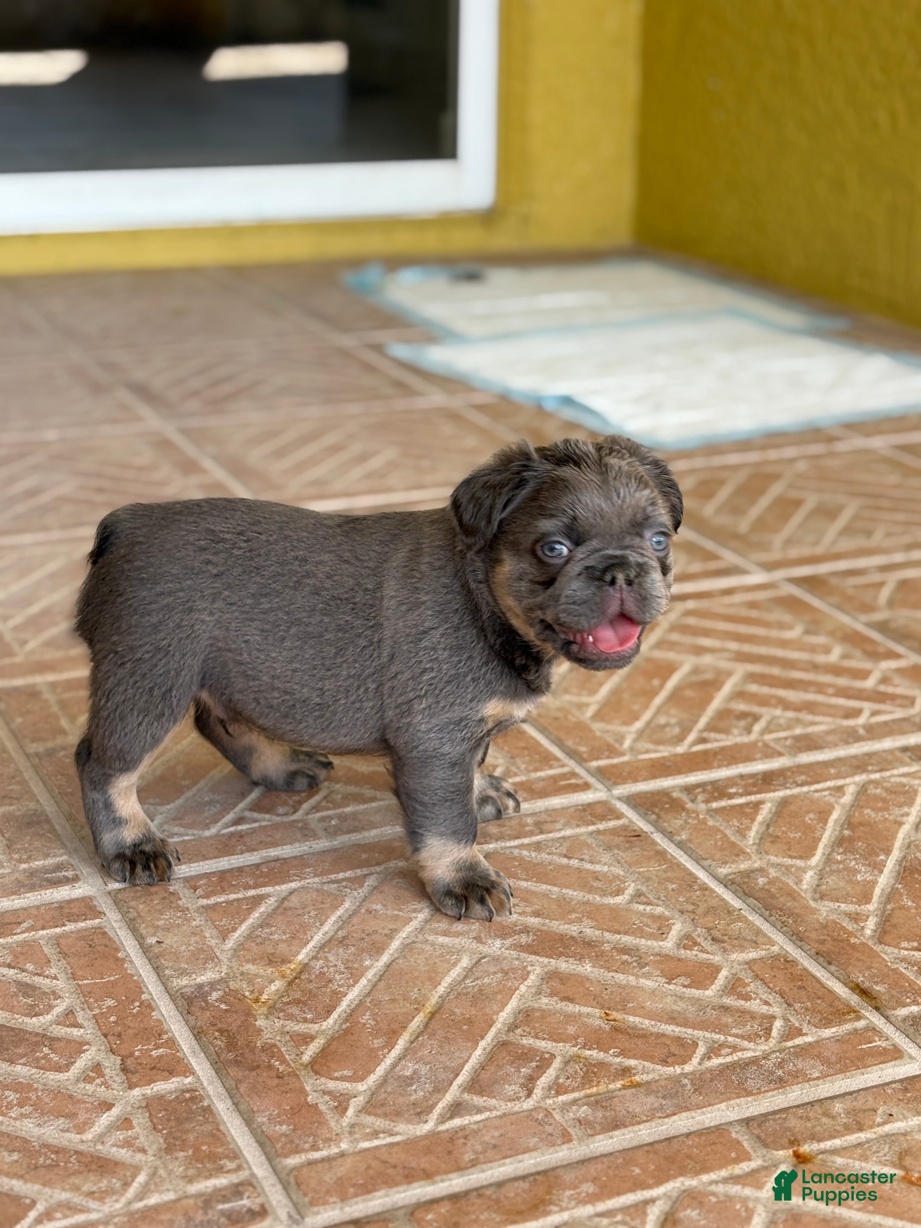 French Bulldog dogs Saint - Ad 2