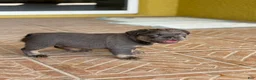 French Bulldog dogs for sale: Saint - Ad 2