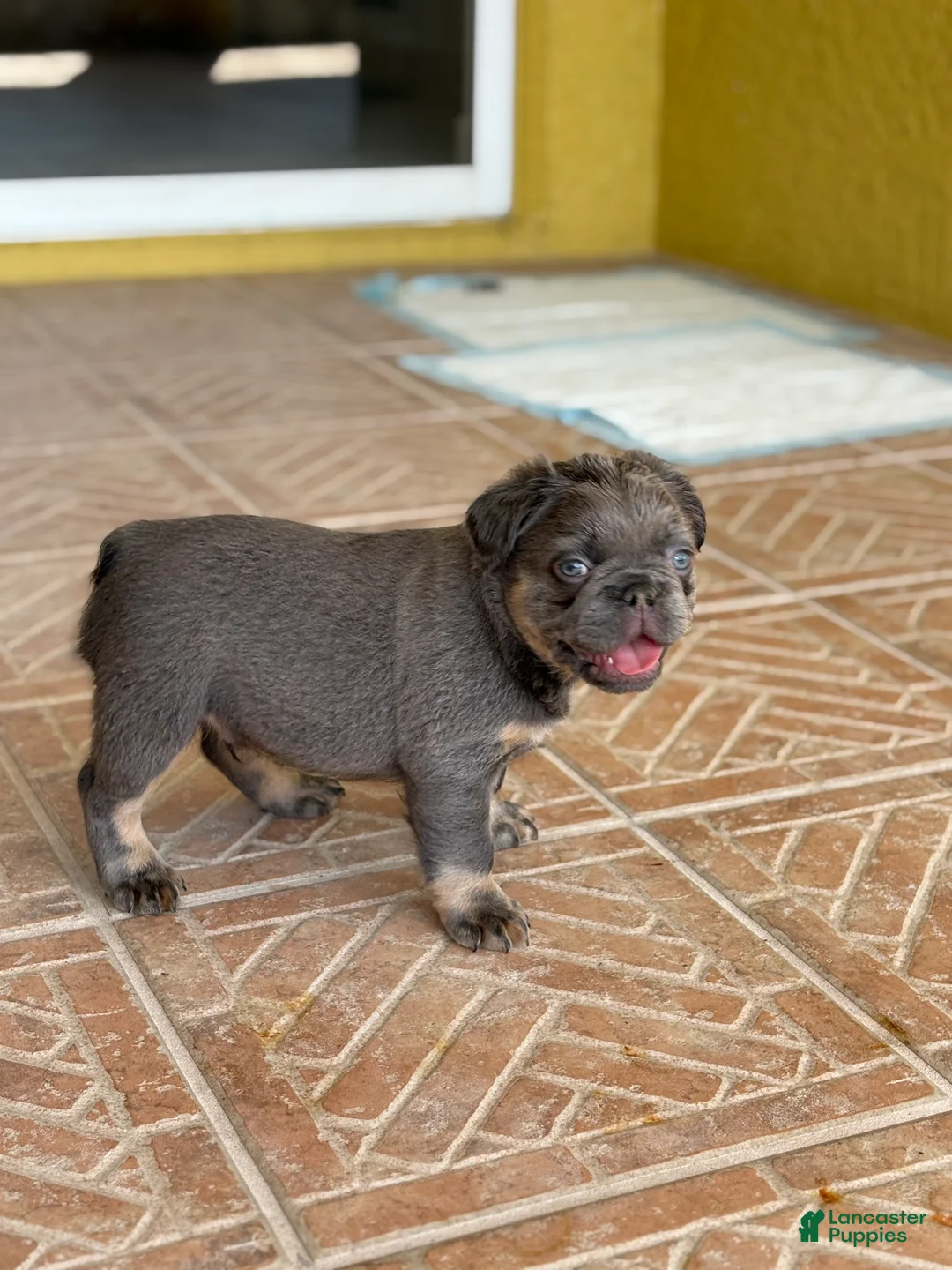 French Bulldog dogs for sale: Saint - Ad 2