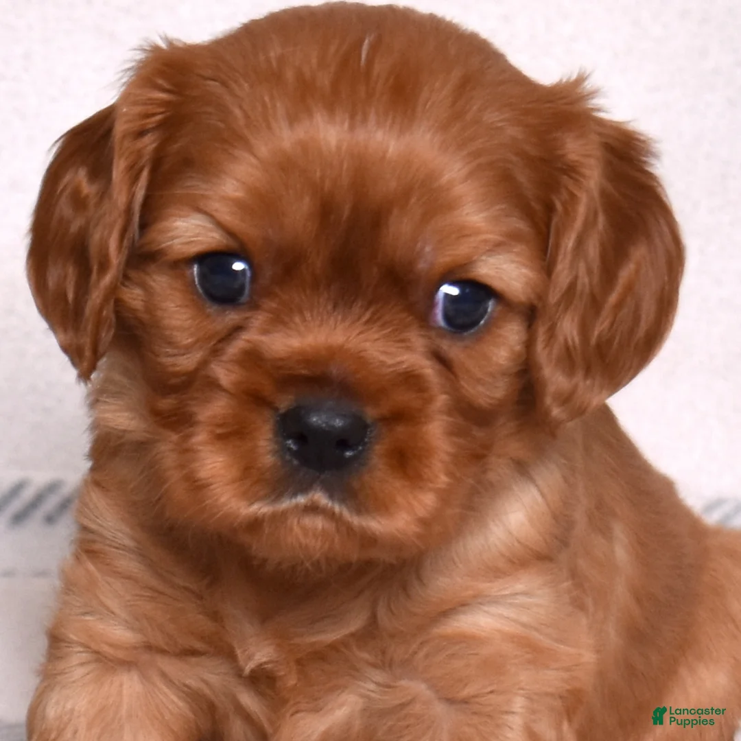 Cavalier King Charles Spaniel dogs for sale: Rusty - Ad 2