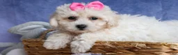 Bichpoo dogs for sale: NANCY - Ad 6