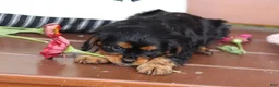 Cavalier King Charles Spaniel dogs for sale: Max - Ad 4