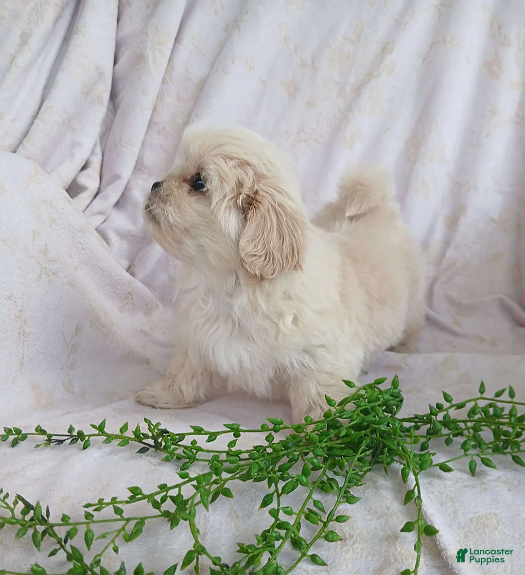 Teddy Bear dogs for sale: Bunny - Ad 9