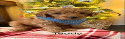 Mini Goldendoodle dogs for sale: Teddy  - Ad 1
