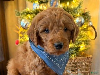 Mini Goldendoodle dogs Teddy - Ad 8