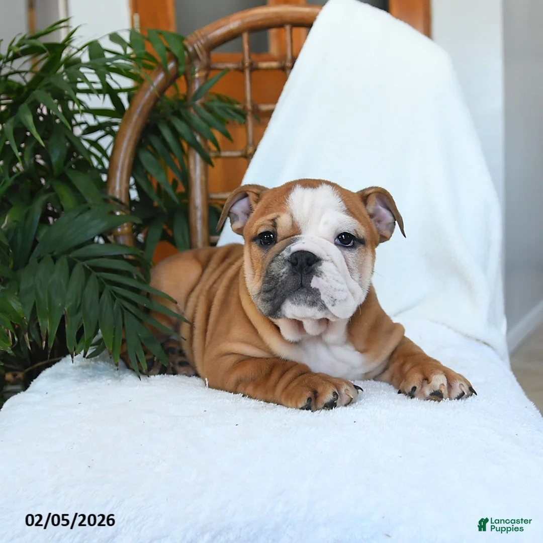 English Bulldog dogs for sale: Molly - Ad 5