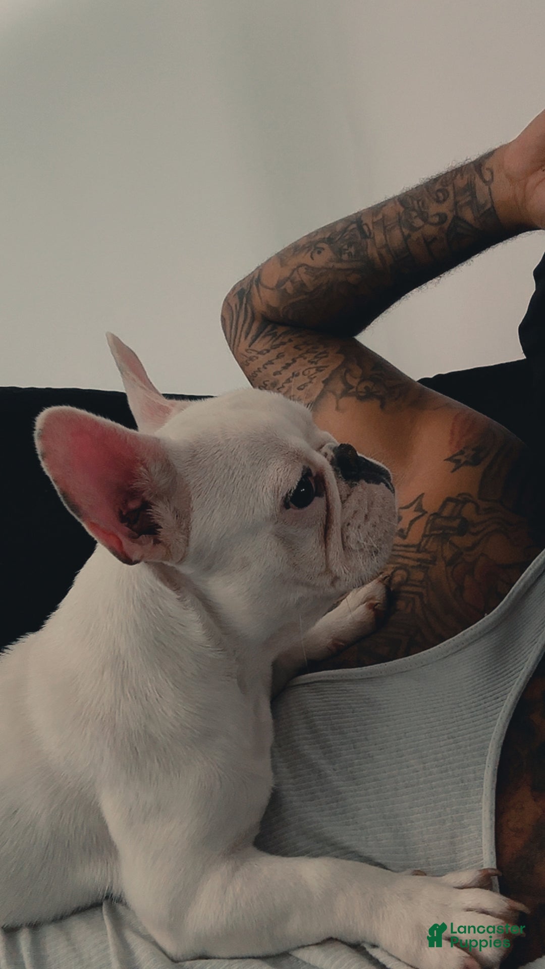 French Bulldog dogs for sale: Princess - Ad 4