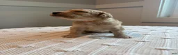 Mixed Breed dogs for sale: Shadow - Ad 7