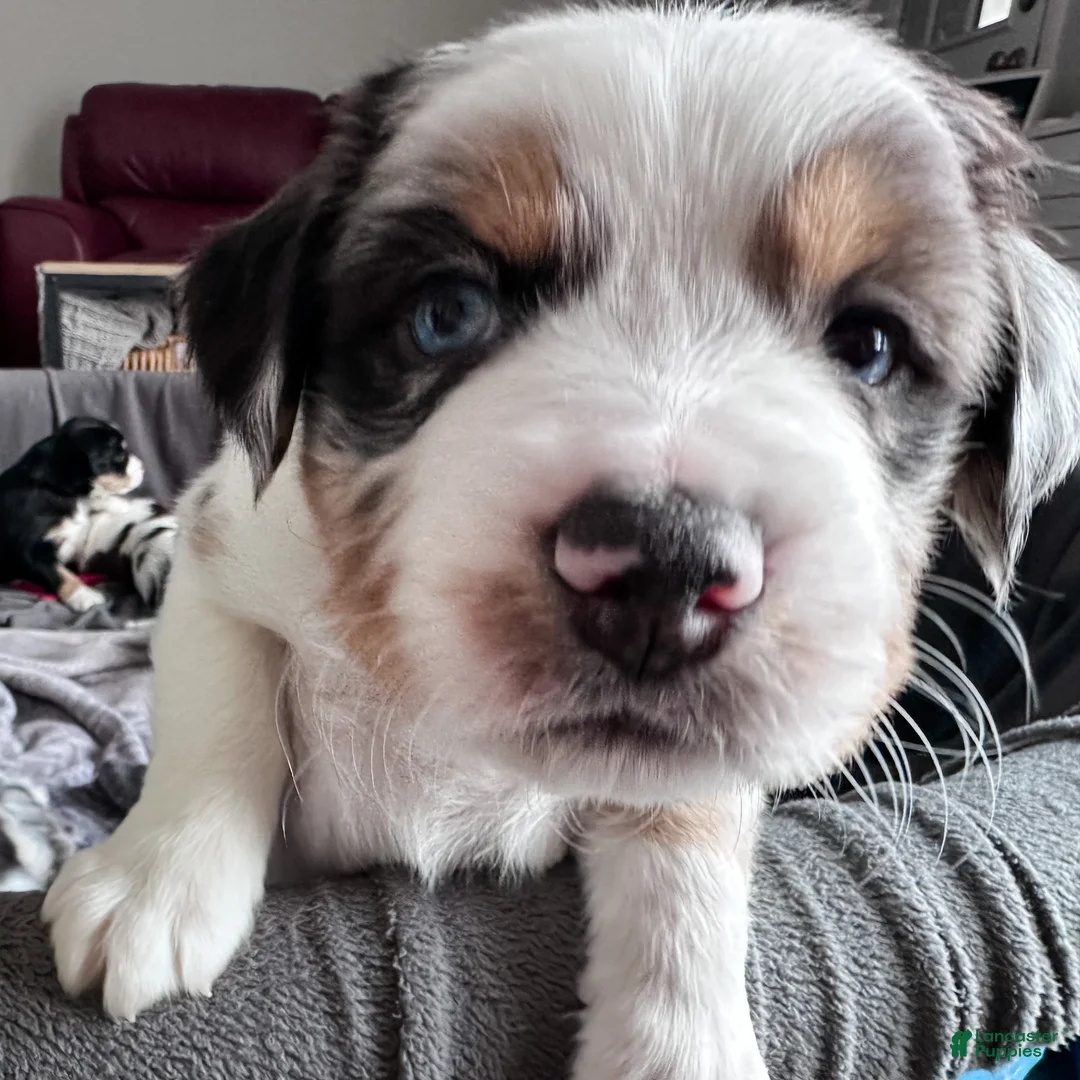 Mixed Breed dogs for sale: Bagel - Ad 1