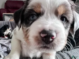 Mixed Breed dogs for sale: Bagel - Ad 4