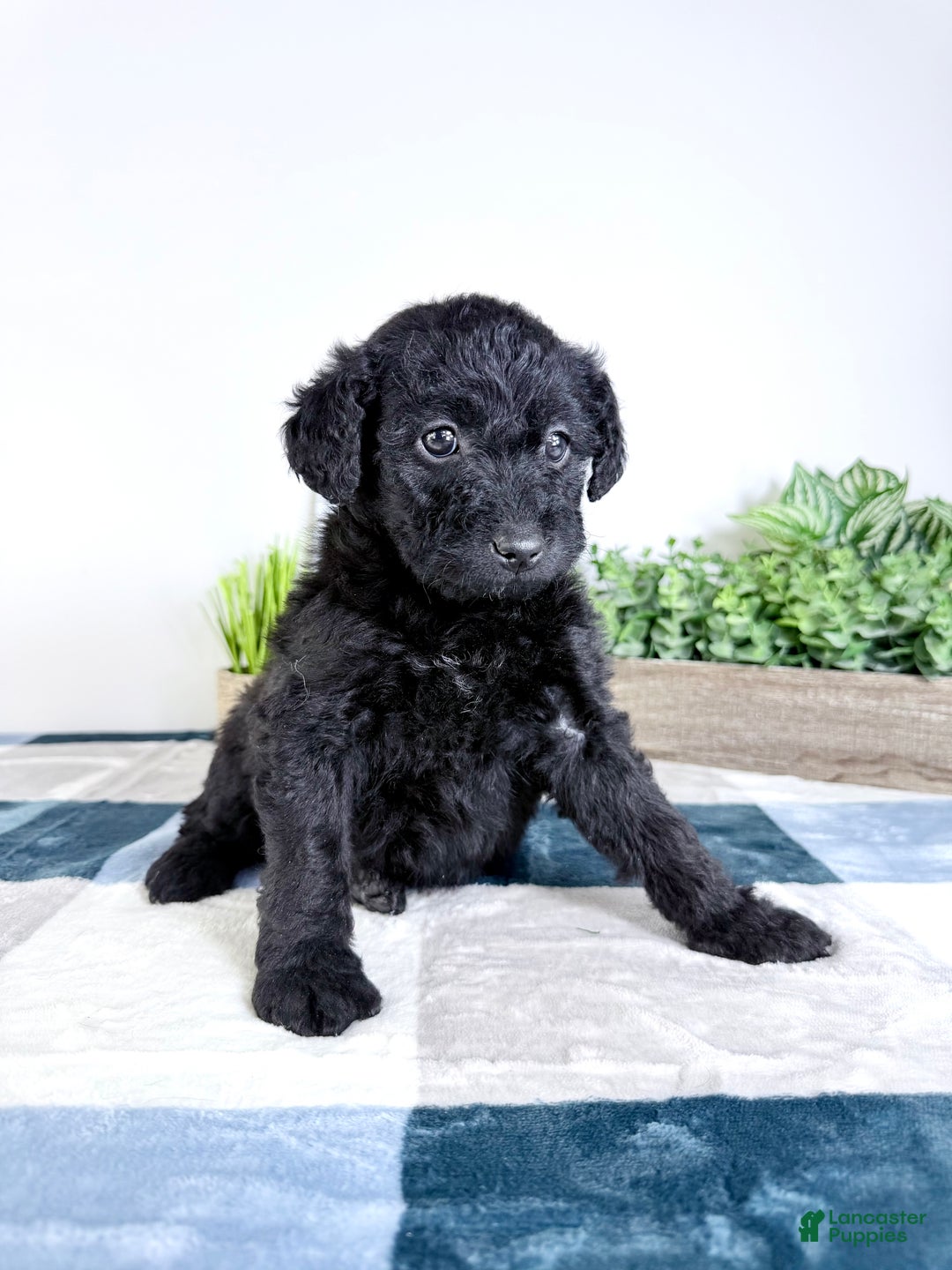 Mixed Breed dogs for sale: Allison - Ad 2