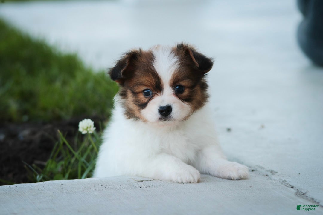Papillon dogs Leon Papillon  - Ad 1