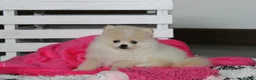 Pomeranian dogs for sale: Raine - Ad 6