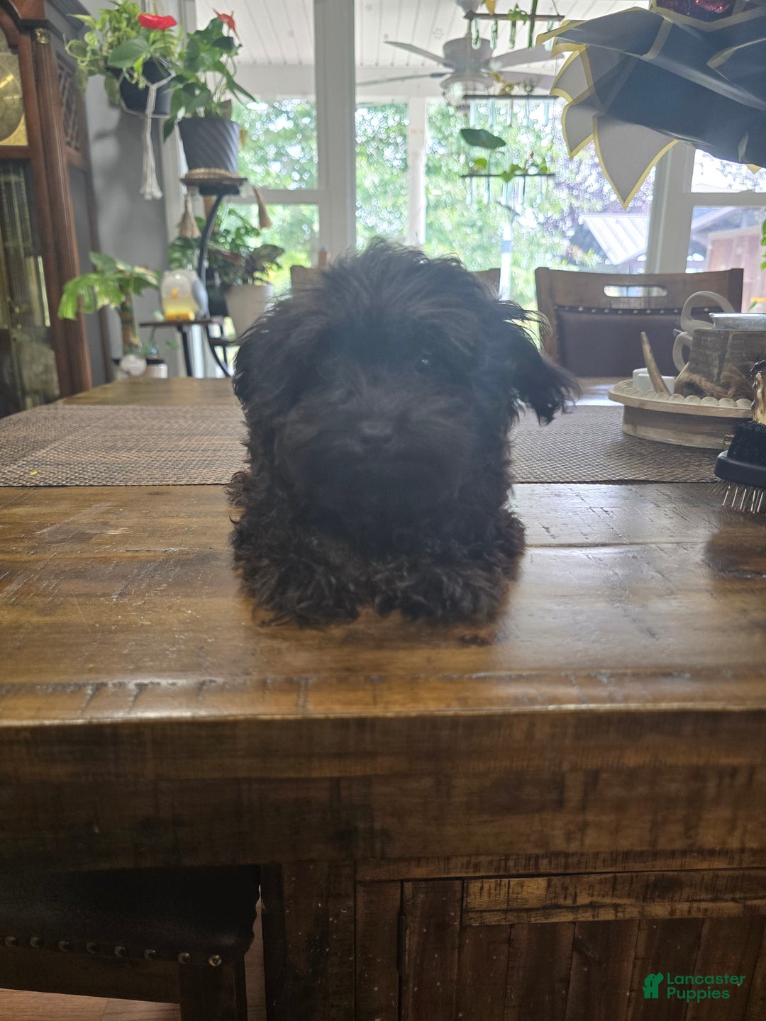 Chipoo dogs for sale: Buddy - Ad 3