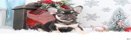 French Bulldog dogs for sale: Jasper - Ad 1