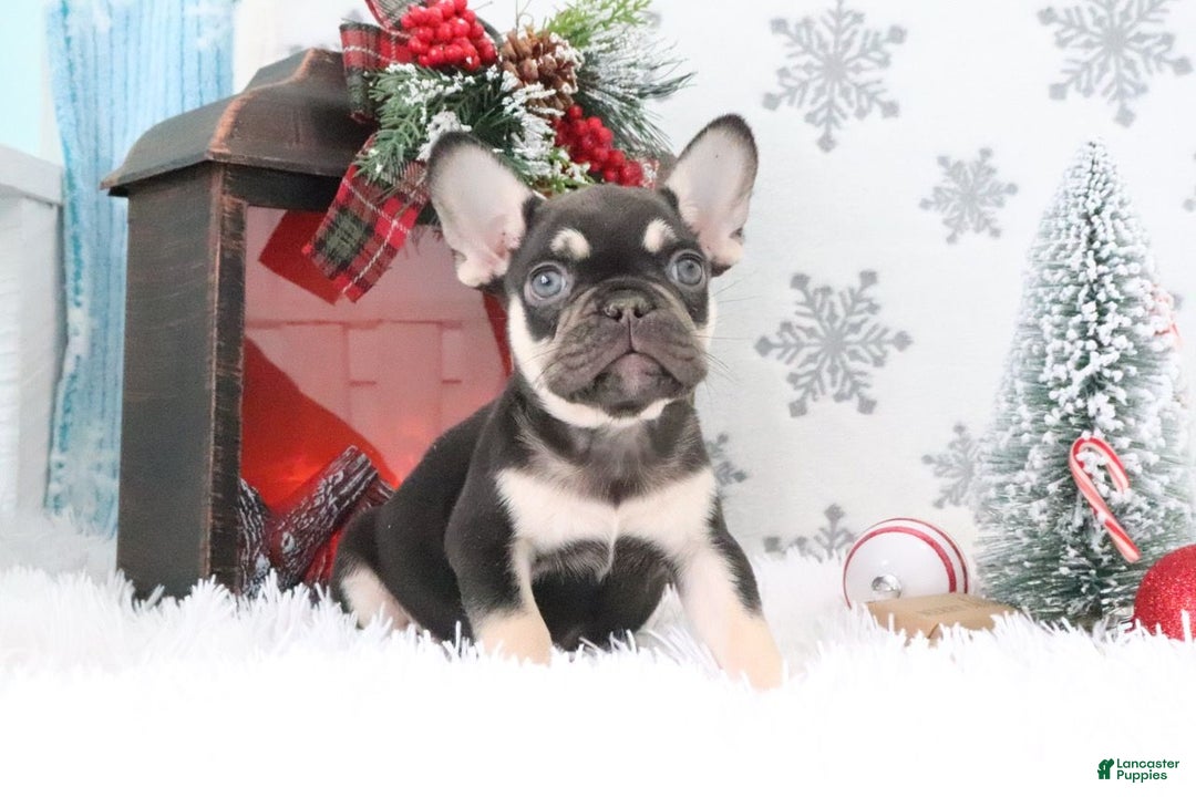 French Bulldog dogs for sale: Jasper - Ad 1