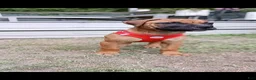 Bullmastiff dogs for sale: Buddy - Ad 6