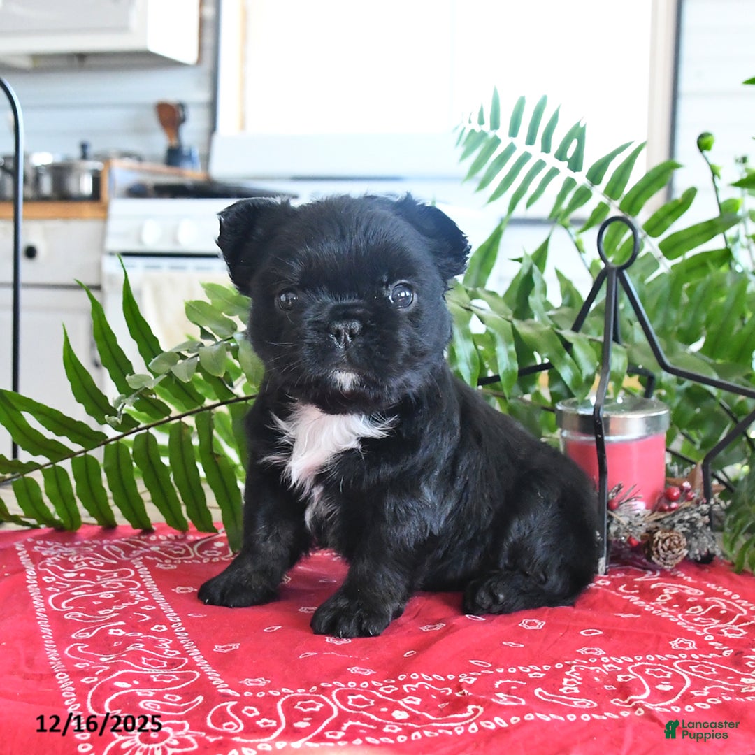 French Bulldog dogs for sale: Shadow - Ad 4