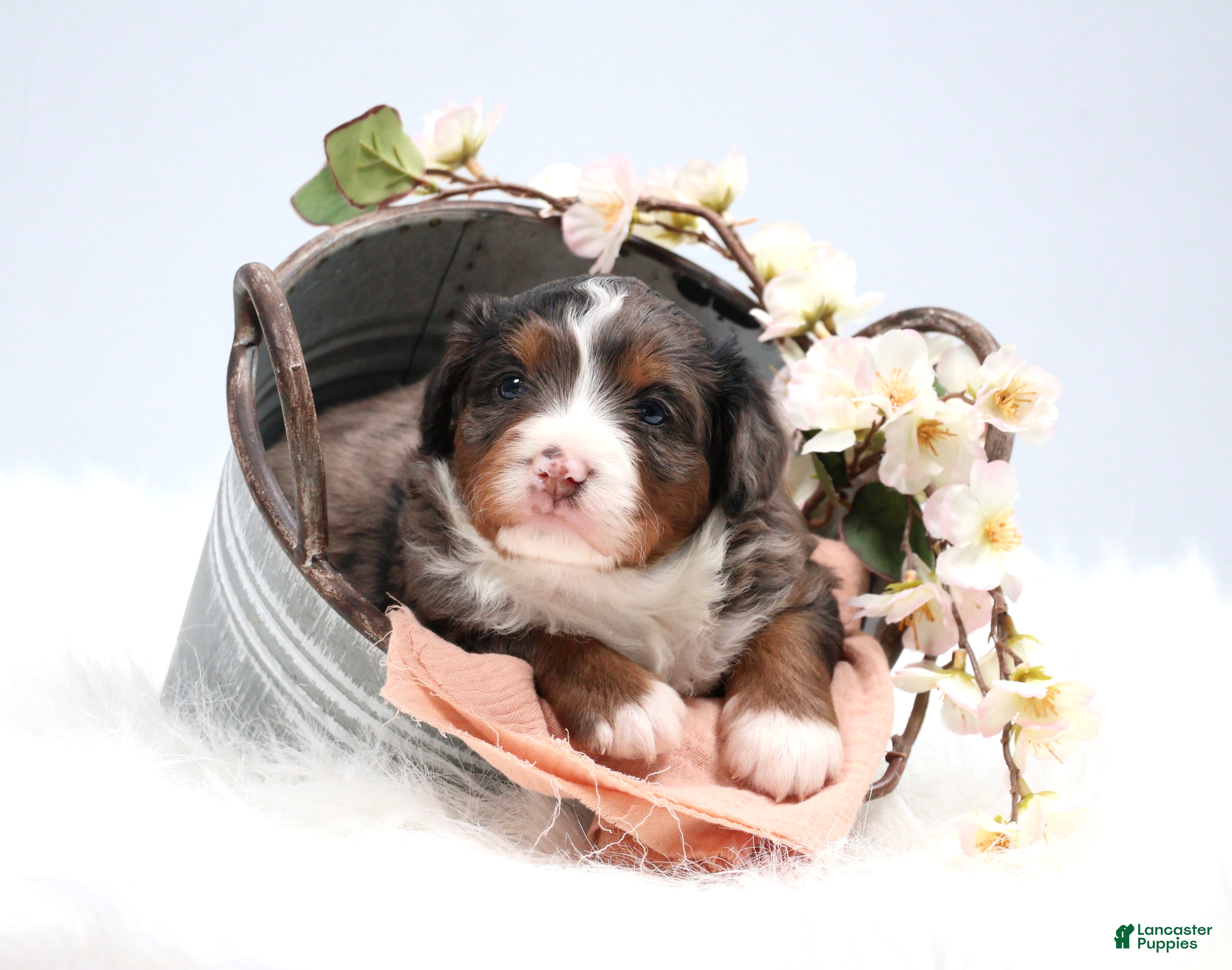 Mini Bernedoodle dogs Cherish  - Ad 14