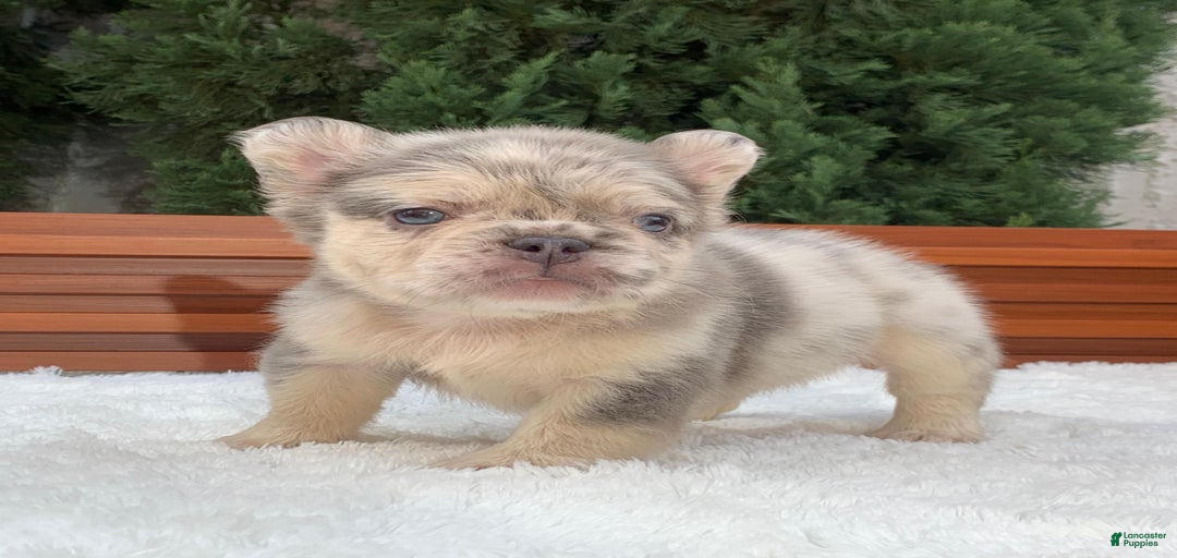 Gallery Image {{count}}