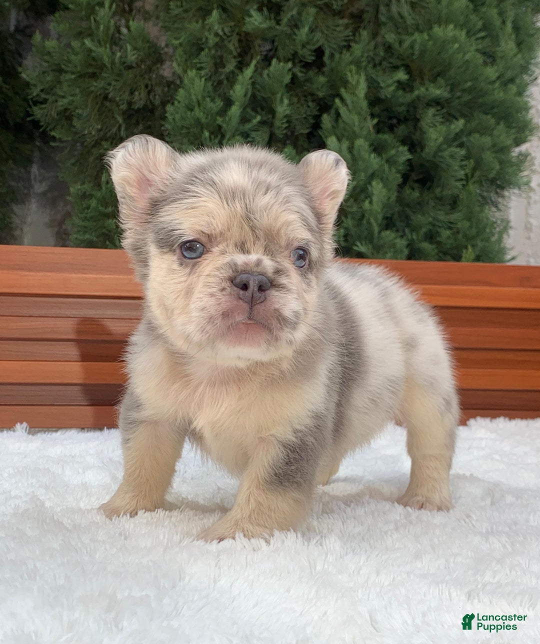 Gallery Image {{count}}