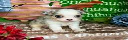 Chihuahua dogs for sale: Drysdale Long Coat - Ad 1