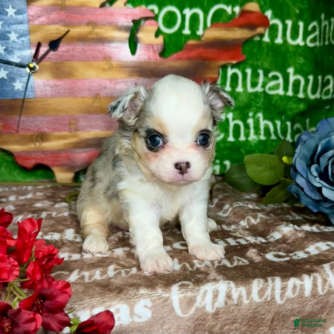 Chihuahua dogs for sale: Drysdale Long Coat - Ad 1