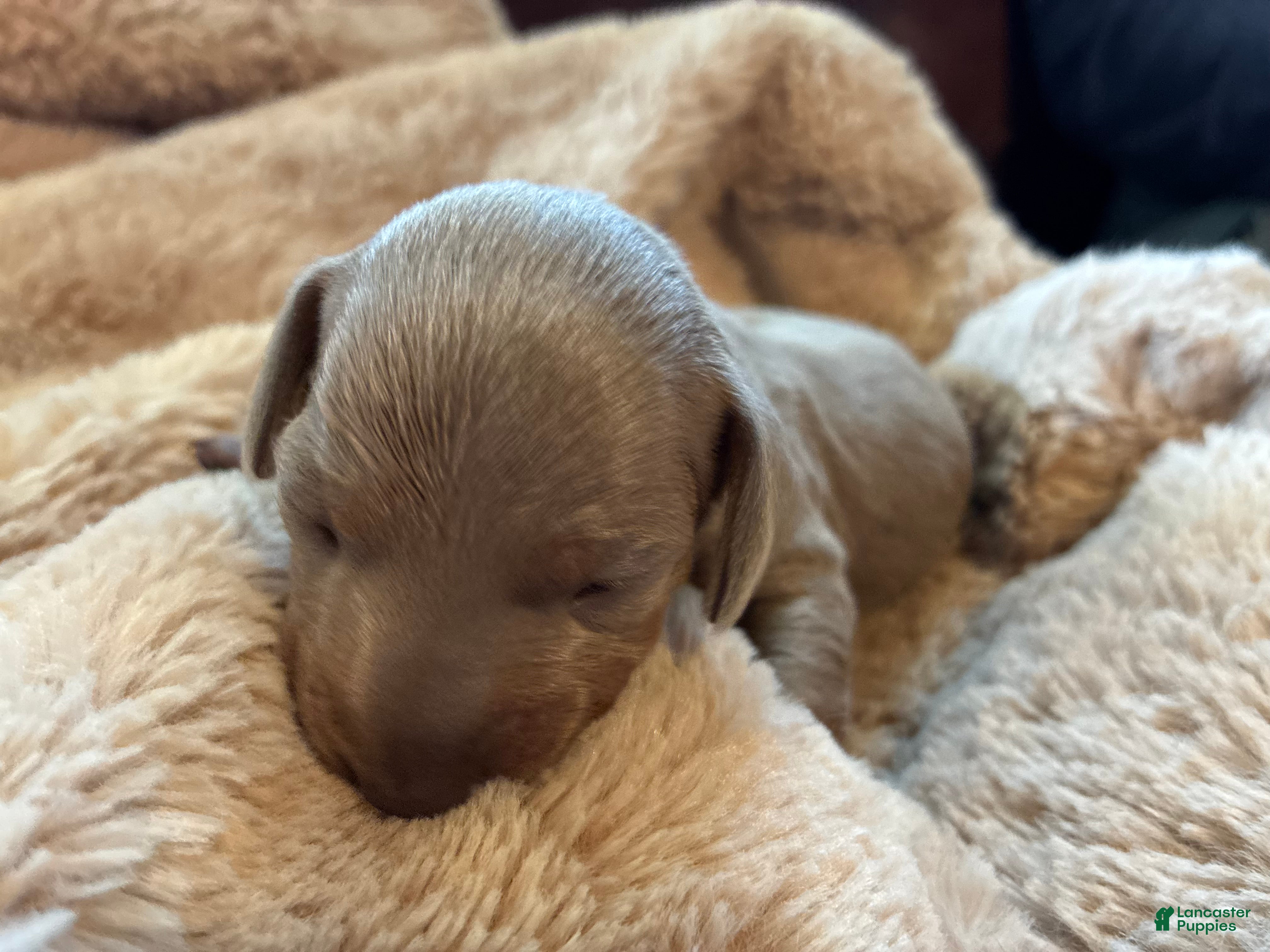 Miniature Dachshund dogs Miniature Dachshund Puppy 1 - Ad 29