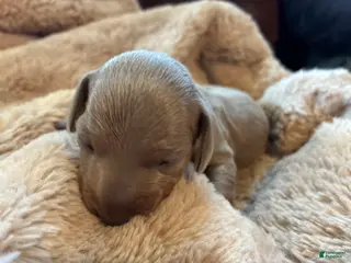 Miniature Dachshund dogs Miniature Dachshund Puppy 1 - Ad 29