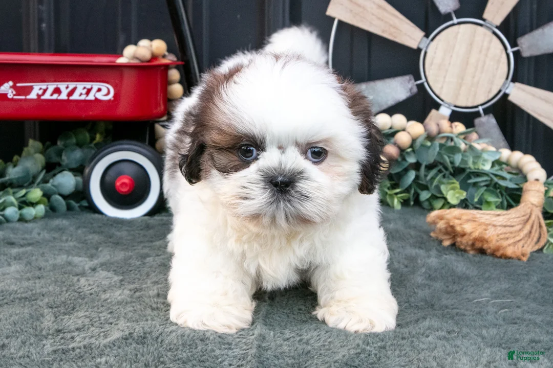 Shih Tzu dogs for sale: Cooper - Ad 3