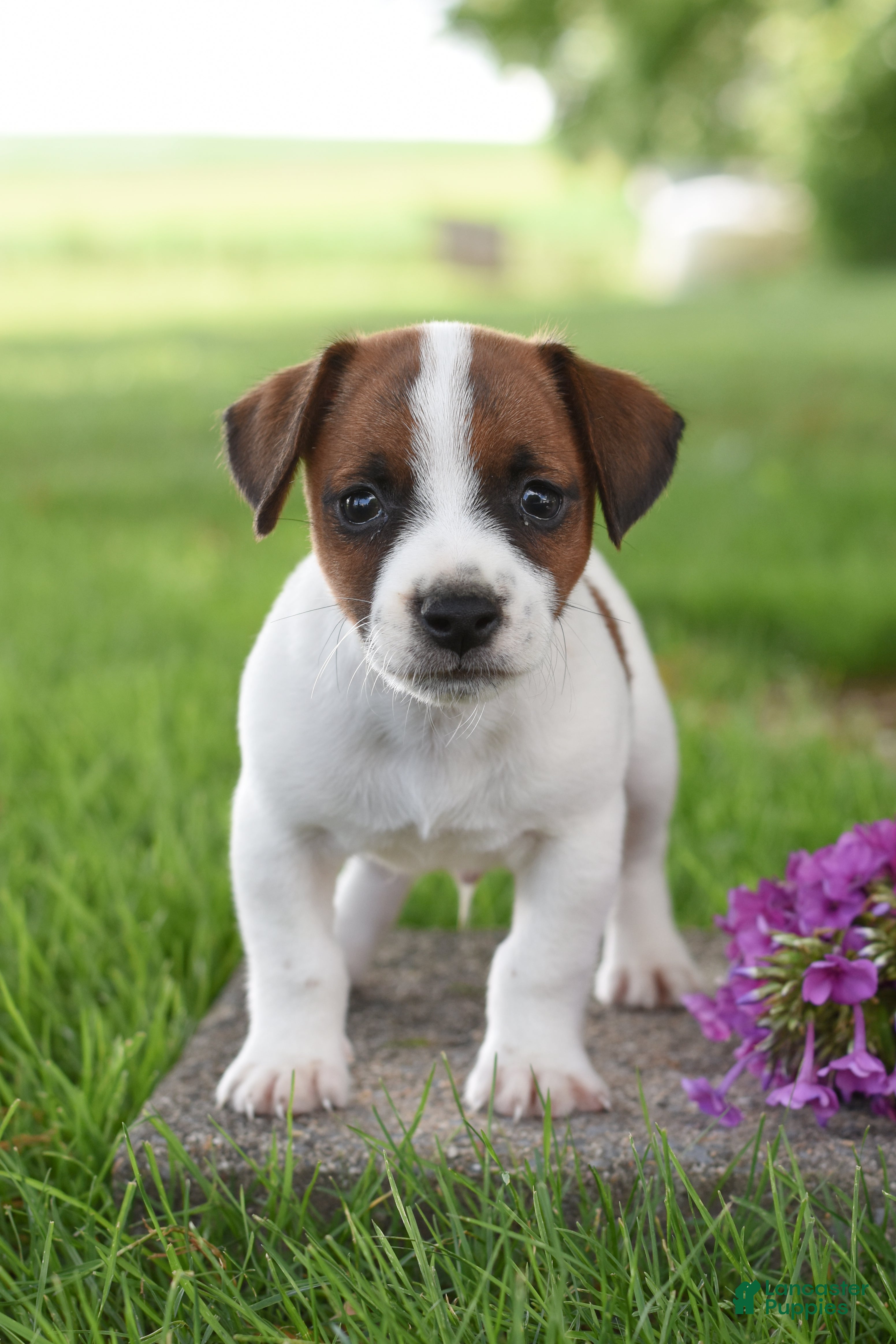 Jack Russell Terrier dogs Lincoln - Ad 1