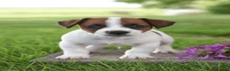 Jack Russell Terrier dogs for sale: Lincoln - Ad 1