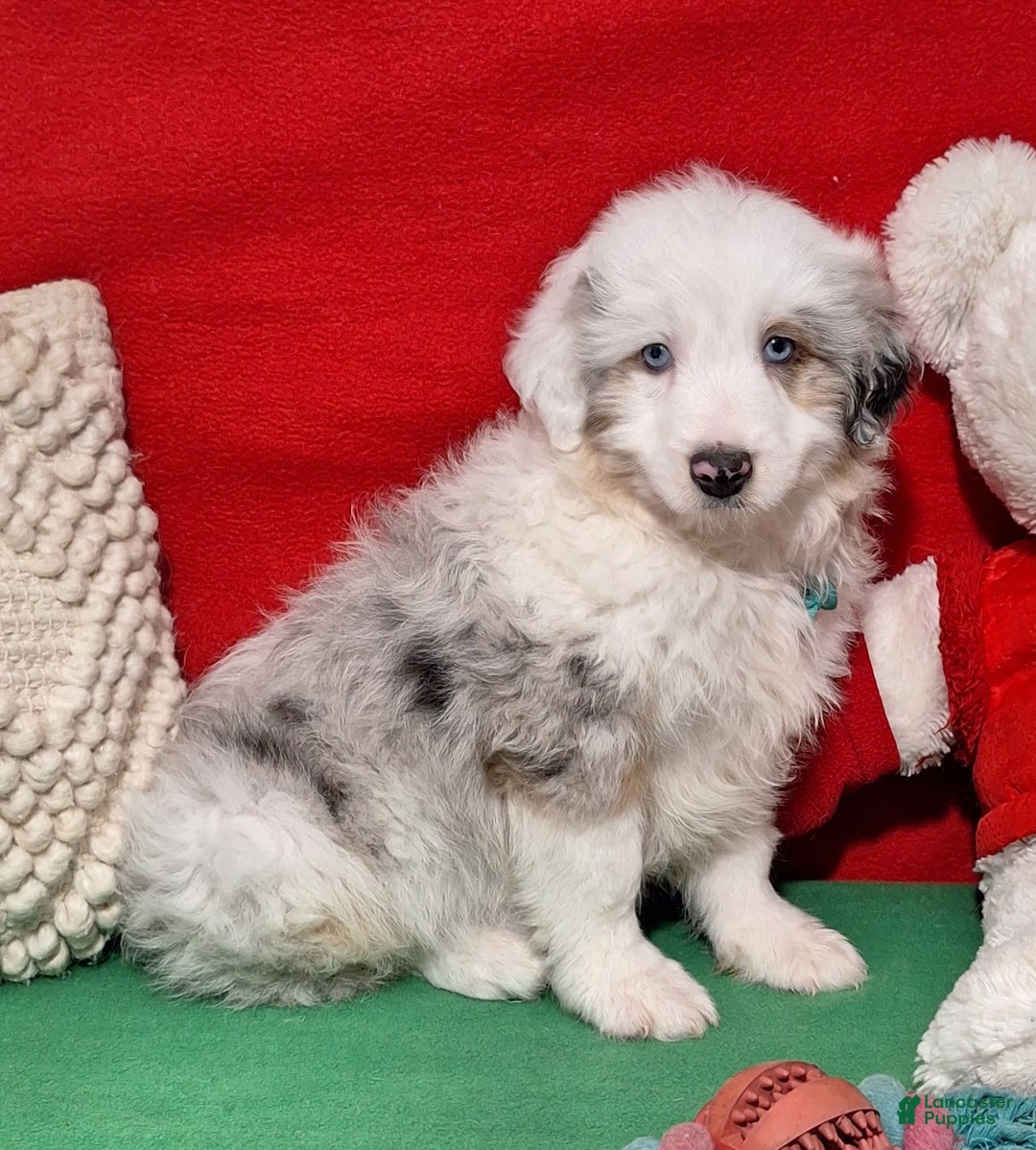 Aussiedoodle dogs for sale: Caiden - Ad 2