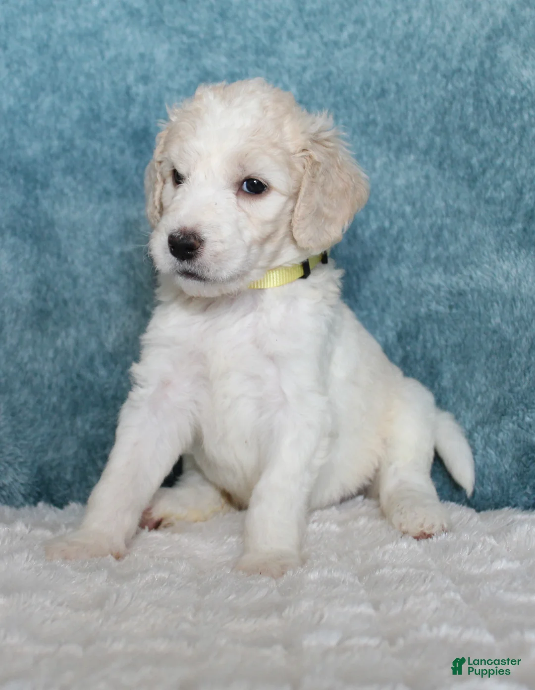 Goldendoodle dogs for sale: Pixie  - Ad 2