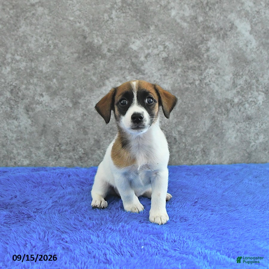 Jack Russell Terrier dogs Bella Mia - Ad 2