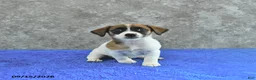 Jack Russell Terrier dogs for sale: Bella Mia - Ad 2