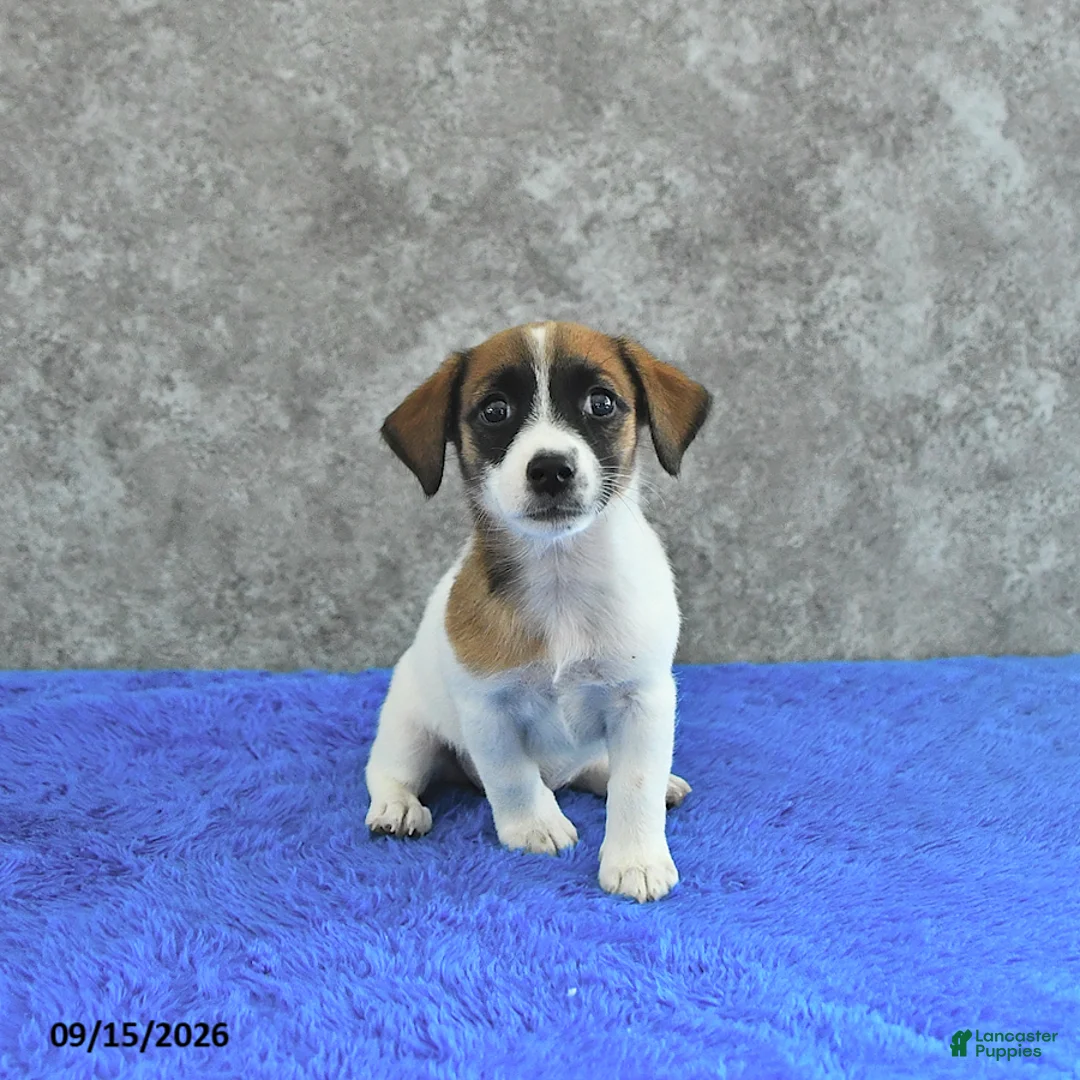 Jack Russell Terrier dogs for sale: Bella Mia - Ad 2