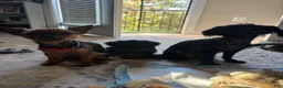 Yorkiepoo dogs for sale: Tom - Ad 6