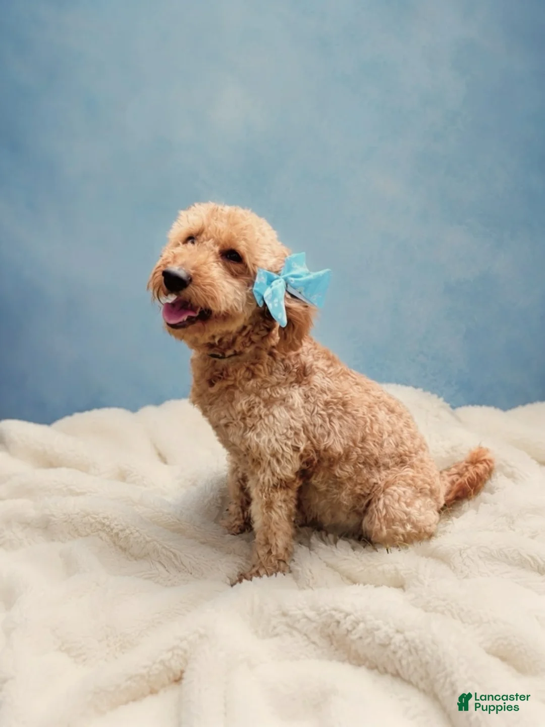 Mini Goldendoodle dogs for sale: Boys - Ad 2