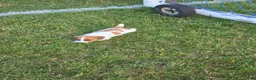 Jack Russell Terrier dogs for sale: Jack Russell Terrier 1 - Ad 4