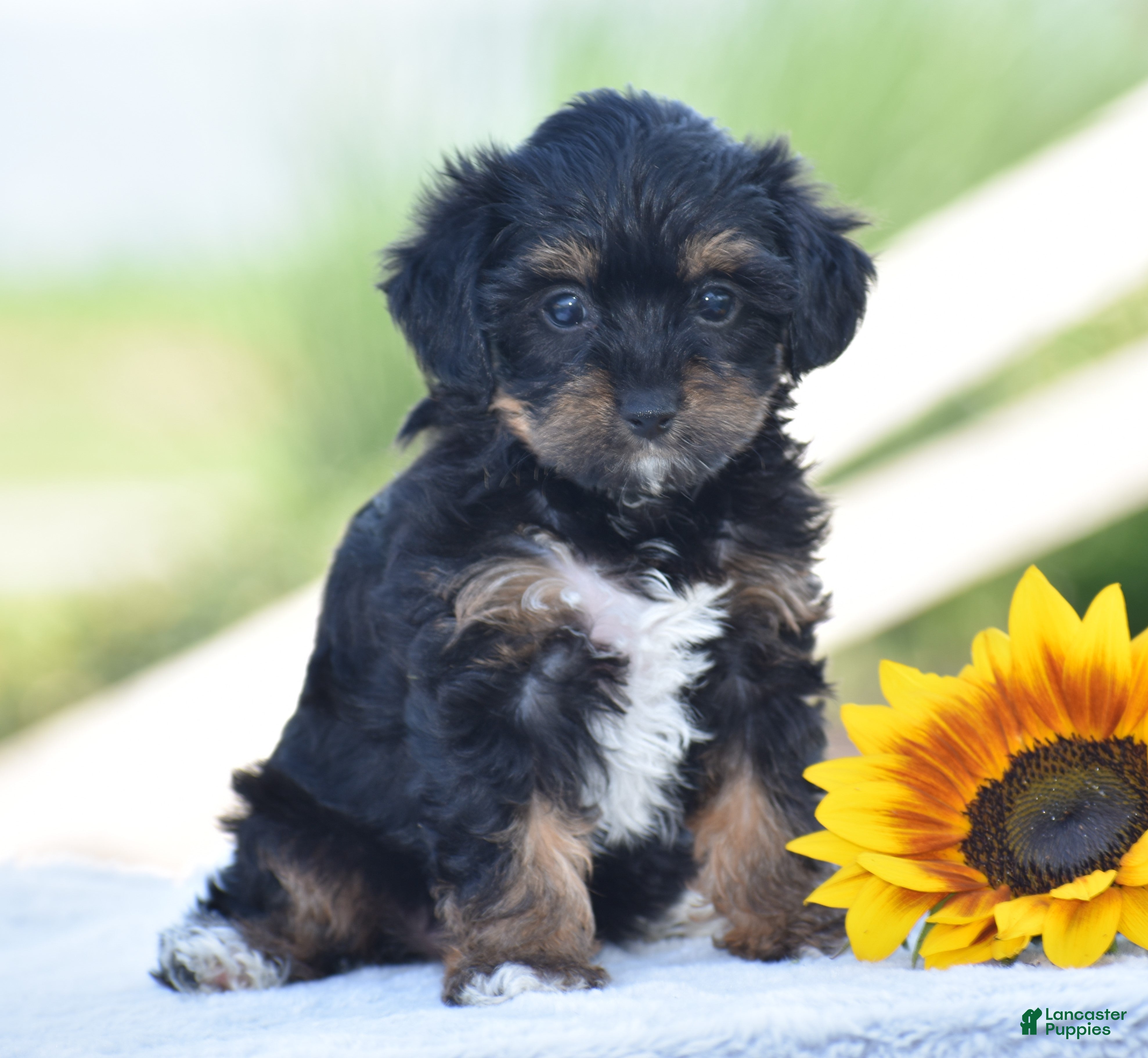 Yorkiepoo dogs Aimee - Ad 1