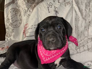 Cane Corso dogs Cane Corso Puppy 4 - Ad 26