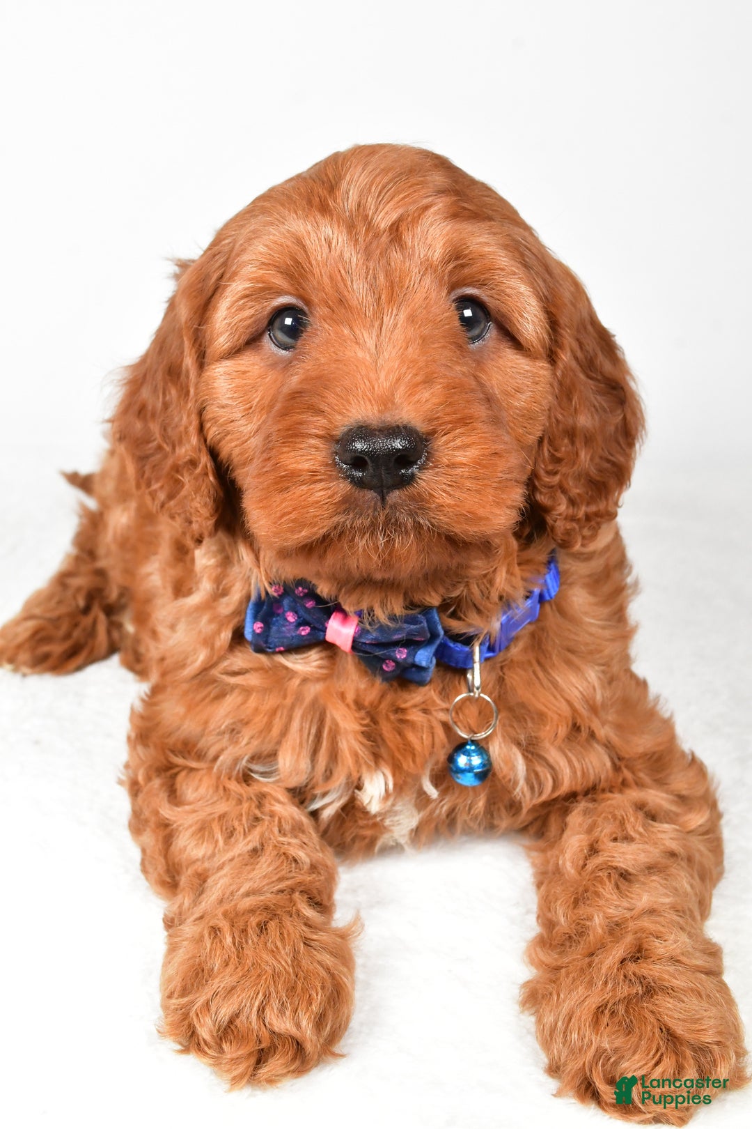 Cavapoo dogs for sale: Theodore - Ad 5