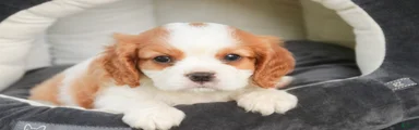 Lincoln Cavalier King Charles Spaniel 