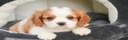 Cavalier King Charles Spaniel dogs for sale: Lincoln Cavalier King Charles Spaniel  - Ad 1