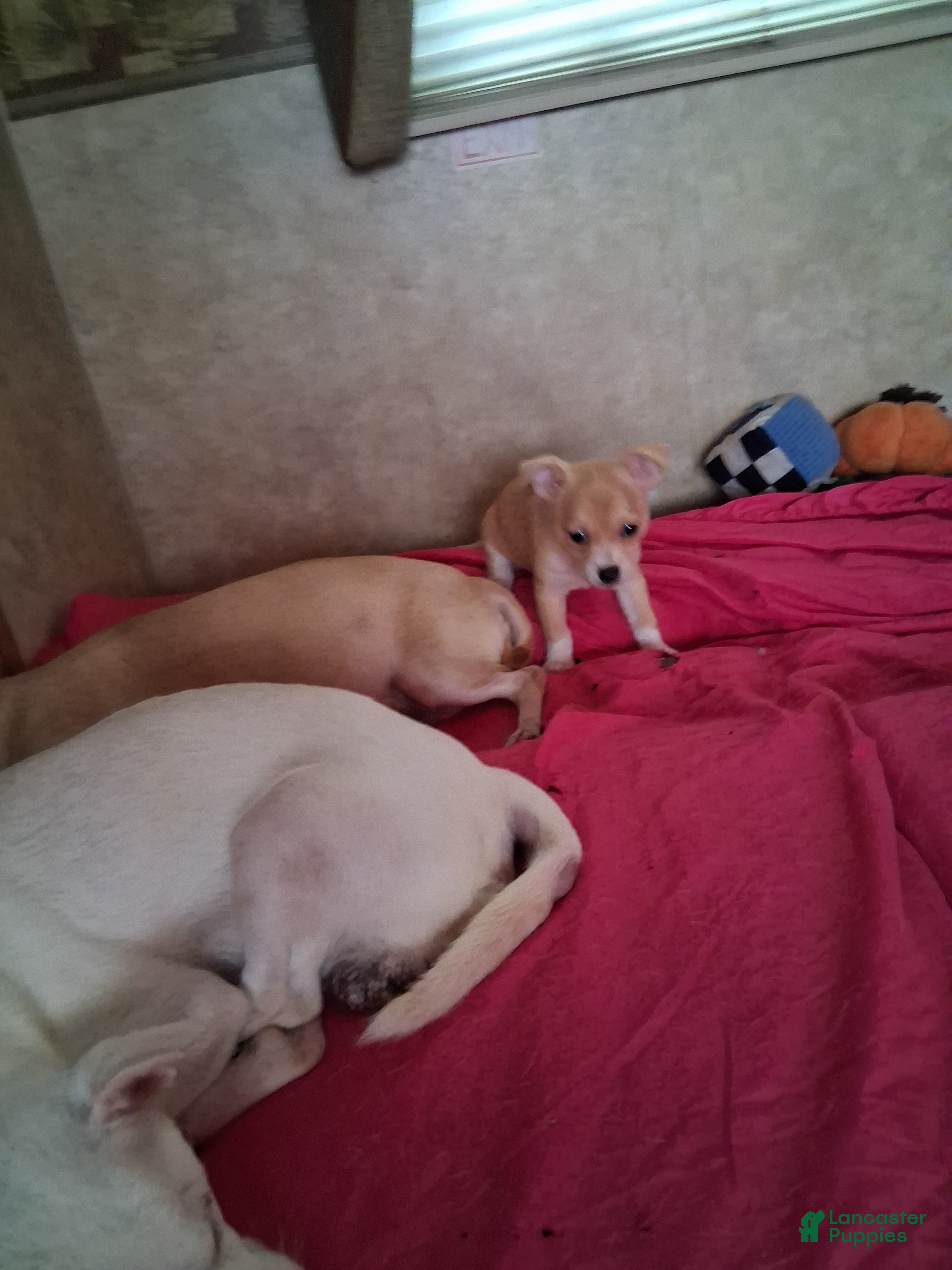 Chihuahua dogs Chihuahua 3 - Ad 24