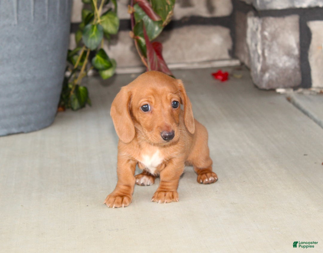 Dachshund dogs for sale: Sasha - Genetic Tested Parents - Ad 6