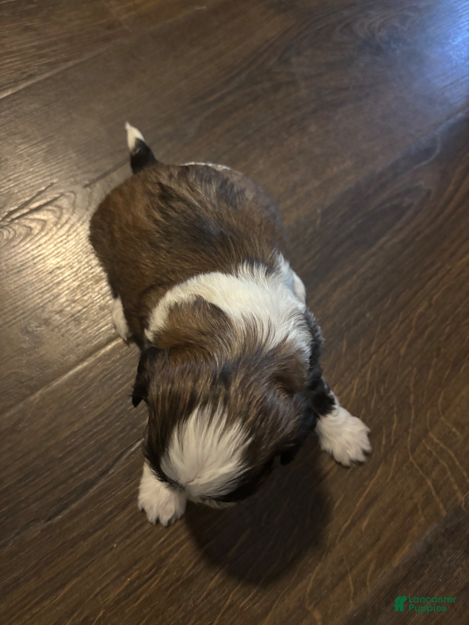 Shih Tzu dogs Teddy - Ad 2