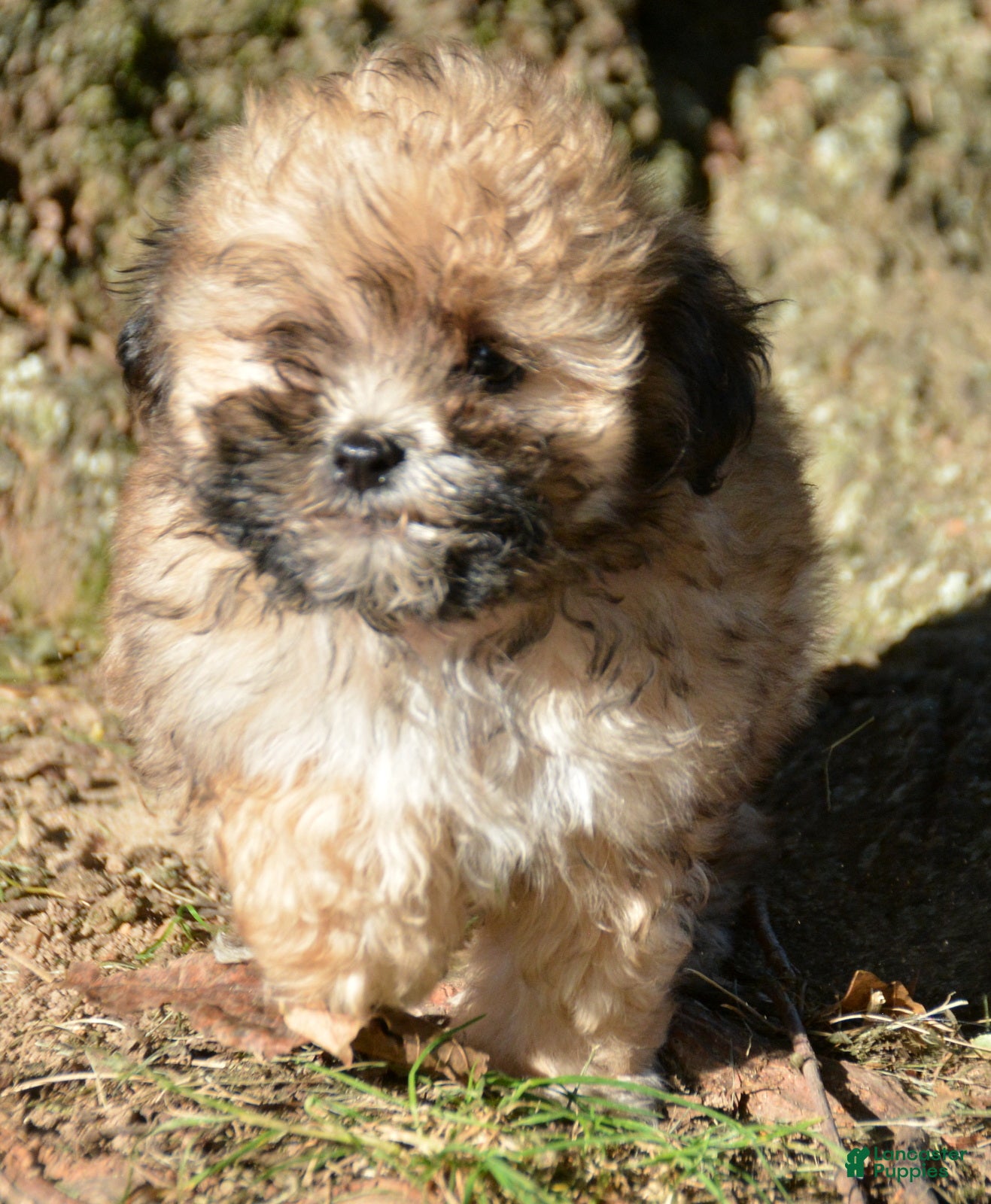 Shihpoo dogs Shelly Shihpoo 3 - Ad 1
